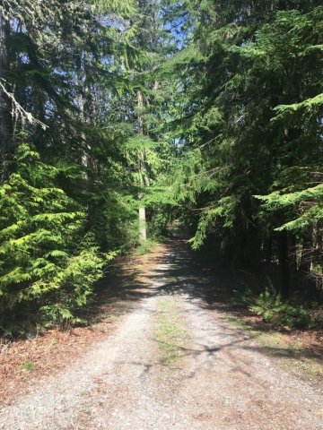 Port-Angeles-Vacation-Rental-Airbnb-Washington-Forest