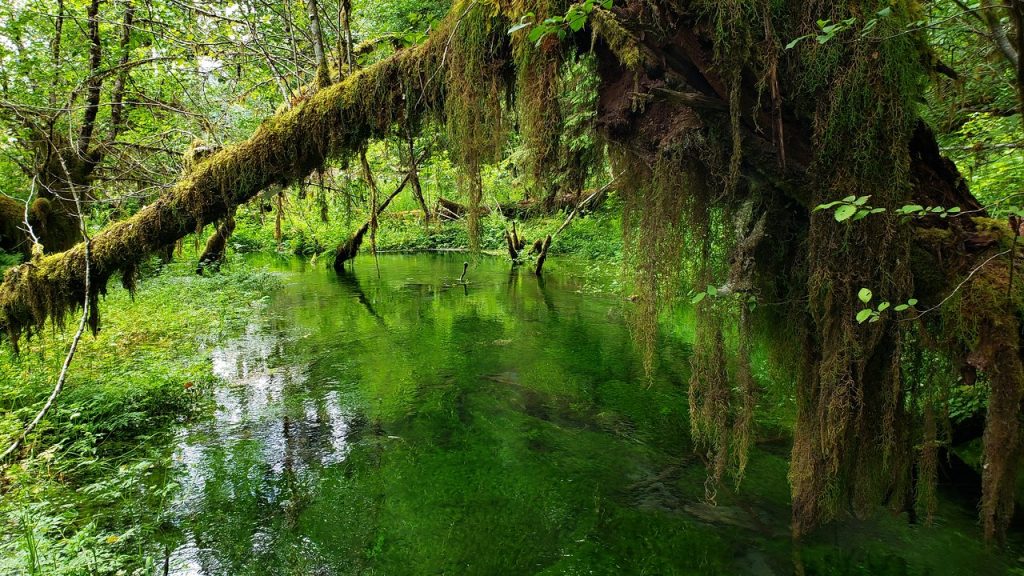 port-angeles-washington-vacation-rental-olympic-national-park-hoh-rainforest
